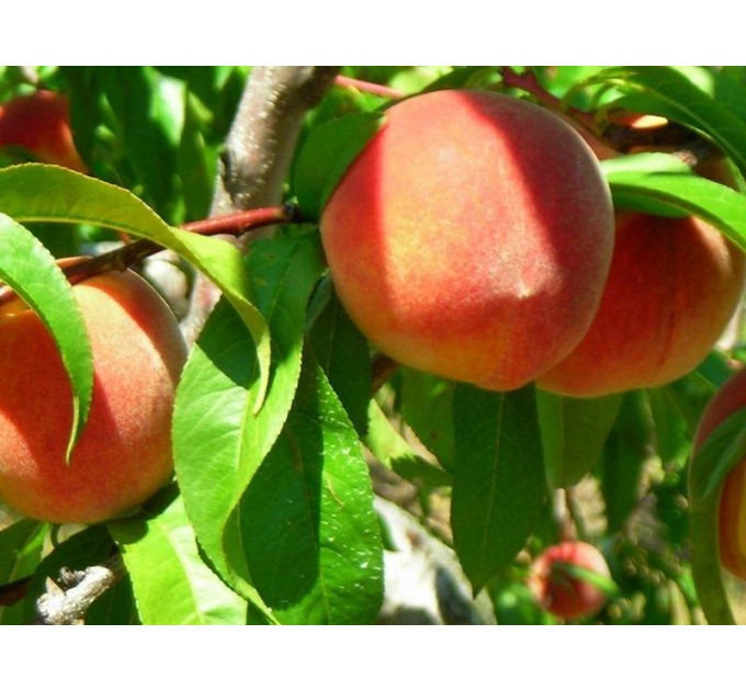 Саженцы персика сорт Эрли Редхевен, подвой сеянец миндаля