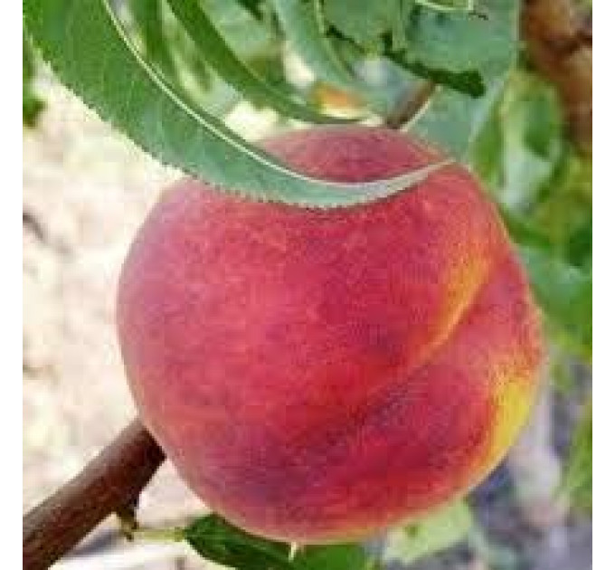 Саженцы персика сорт Мессина, подвой сеянец миндаля