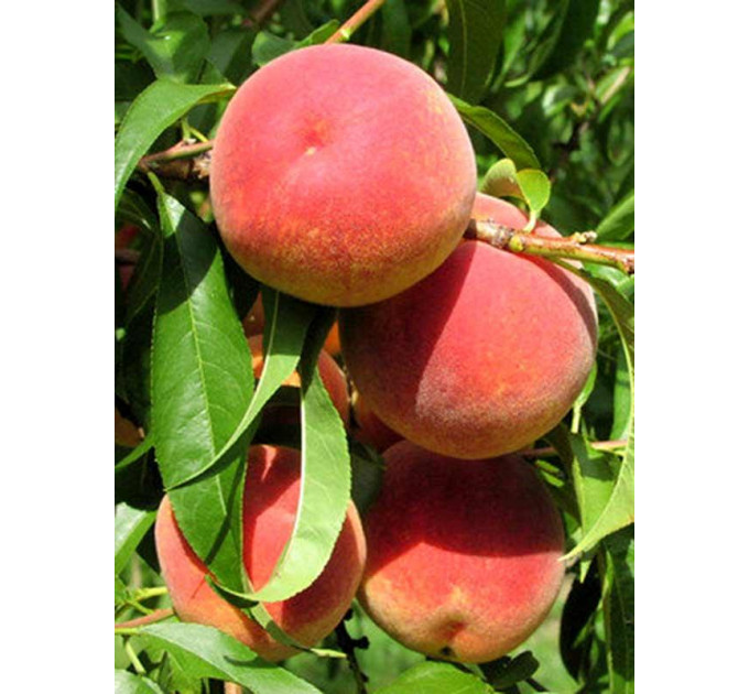 Саженцы персика сорт Мессина, подвой сеянец миндаля