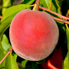 Саженцы персика сорт Мессина, подвой сеянец миндаля