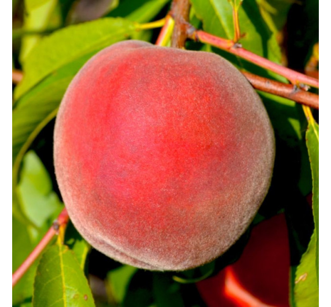 Саженцы персика сорт Мессина, подвой сеянец миндаля