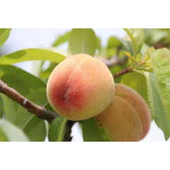 Персик "Любимец"