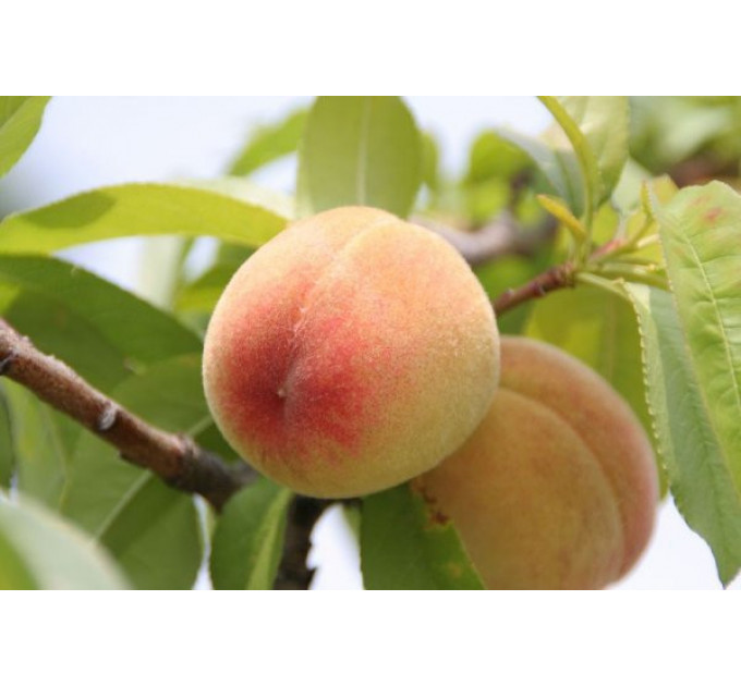 Персик "Любимец"