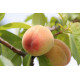 Персик "Любимец"