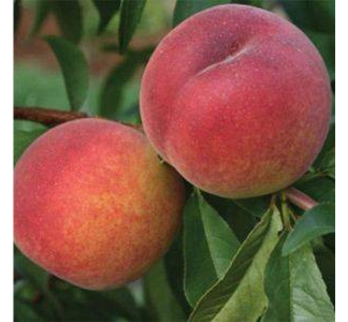 Персик сорт PF 23