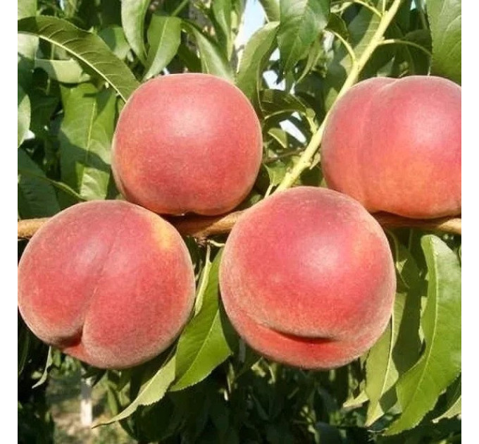 Саджанці персика сорт Рояль Естет, підщепа сіянець мигдалю