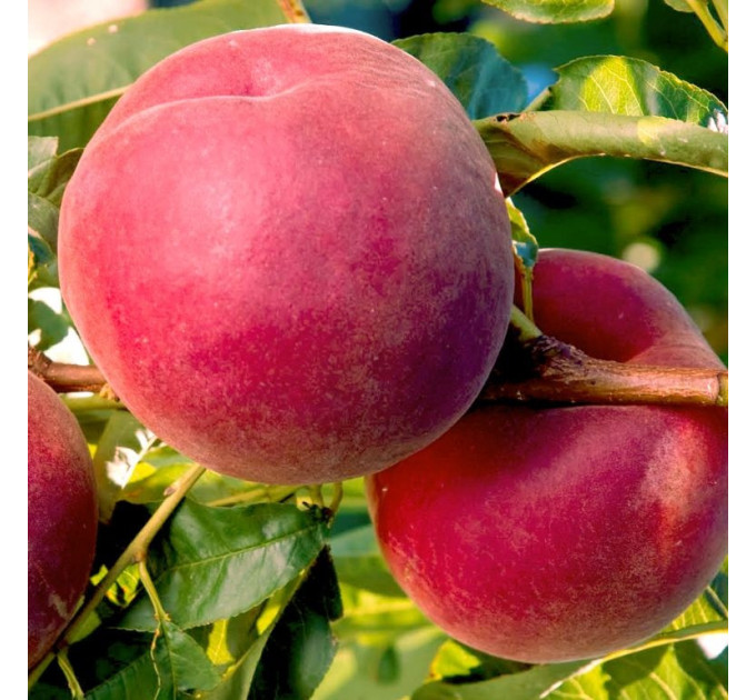 Саджанці персика сорт Рояль Естет, підщепа сіянець мигдалю