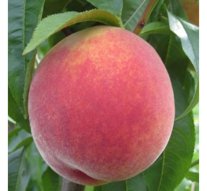 Саджанці персика сорт Рояль Естет, підщепа сіянець мигдалю