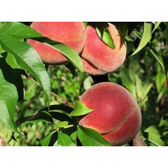 Саженцы персика сорт Амбер Голд