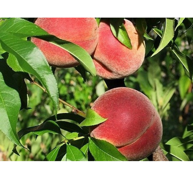 Саженцы персика сорт Амбер Голд