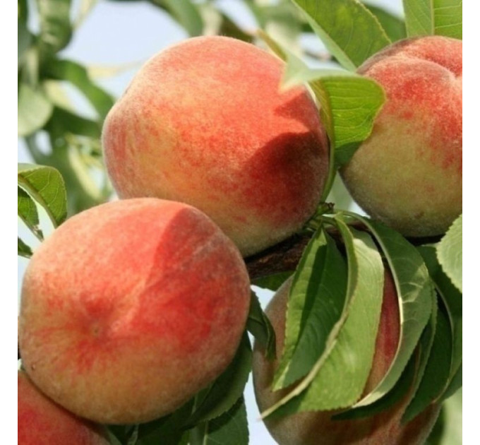 Саженцы персика сорт Темира, подвой сеянец миндаля