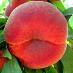 Саженцы персика сорт Темира, подвой сеянец миндаля