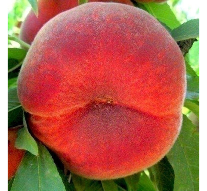 Саженцы персика сорт Темира, подвой сеянец миндаля