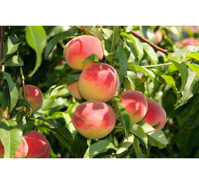 Саженцы персика сорт Темира, подвой сеянец миндаля