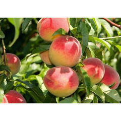Саженцы абрикоса сорт Июньский