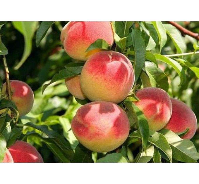 Саженцы абрикоса сорт Июньский