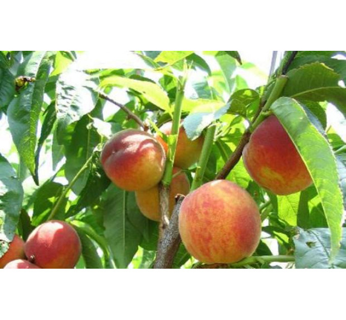 Саженцы персика сорт Фаворит Мореттини