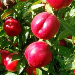 Саджанці персика сорт Харблейз, підщепа сіянець мигдалю