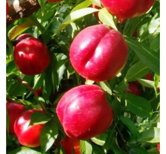 Саджанці персика сорт Харблейз, підщепа сіянець мигдалю