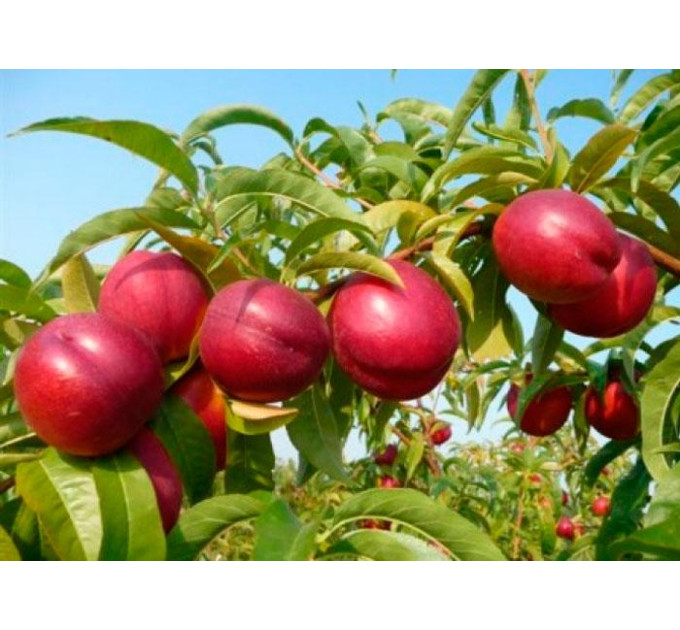 Саджанці персика сорт Харблейз, підщепа сіянець мигдалю