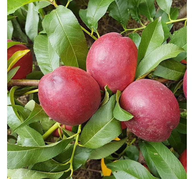 Саджанці персика сорт Харблейз, підщепа сіянець мигдалю