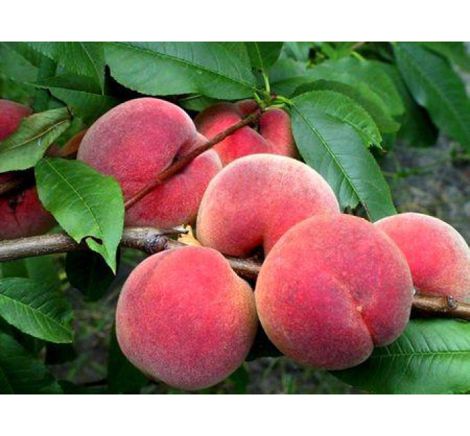 Саженцы персика сорт Манон, подвой миндаль