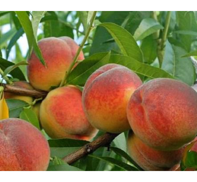Саженцы персика сорт Флеминг Фюри