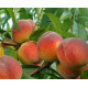 Саженцы персика сорт Флеминг Фюри