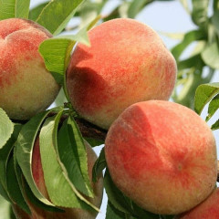 Саженцы персика сорт Золотая Москва, 2 летние