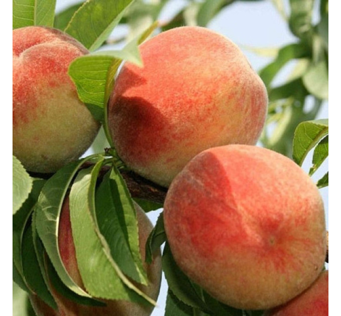 Саженцы персика сорт Золотая Москва, 2 летние