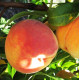 Саженцы персика сорт Редхейвен (средне-раннего срока созревания)