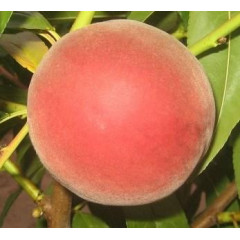 Саженцы персика сорт Адриатика