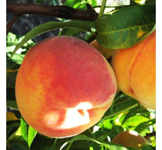 Саженцы персика сорт Редхейвен, 2 летние