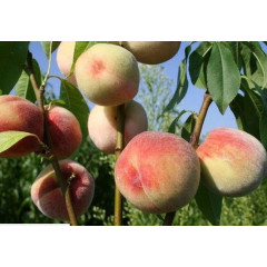 Саженцы персика сорта Белый лебедь