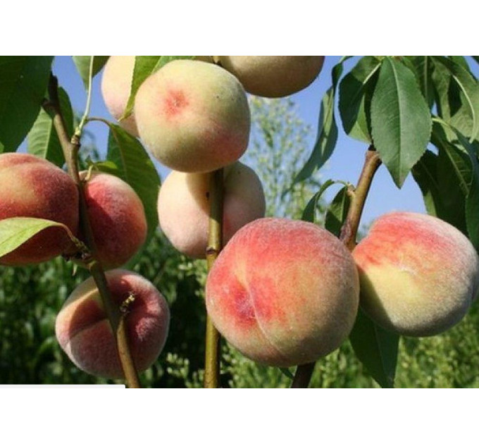 Саженцы персика сорта Белый лебедь