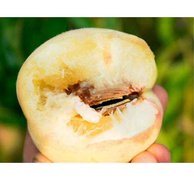 Саженцы персика сорта Белый лебедь