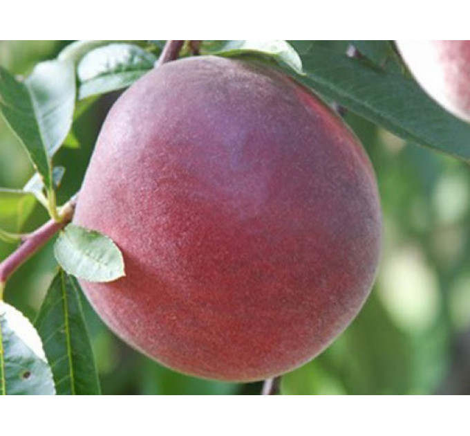 Персик сорт Роял Тайм, подвой миндаль