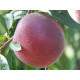 Персик сорт Роял Тайм, подвой миндаль