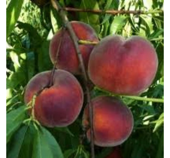 Персик сорт Роял Тайм, подвой миндаль