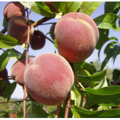 Саженцы персика сорт Днепровский