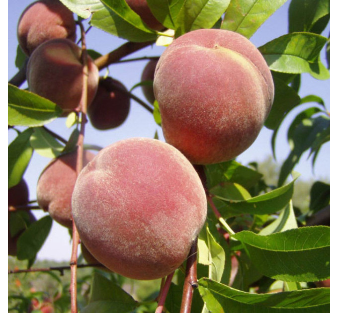 Саженцы персика сорт Днепровский