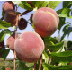 Саженцы персика сорт Днепровский