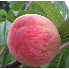 Саженцы персика сорт Посол Мира, 1 летние