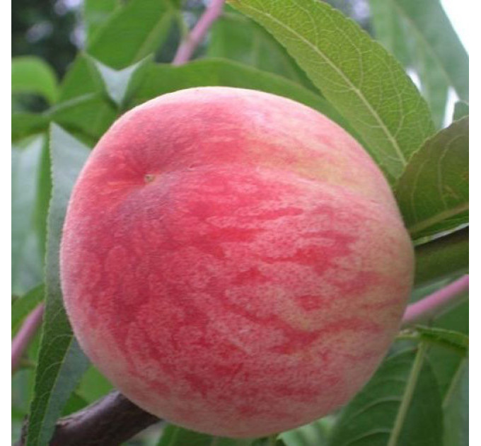 Саженцы персика сорт Посол Мира, 1 летние