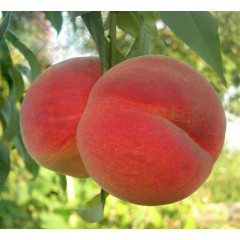 Саженцы персика сорт Лакомый