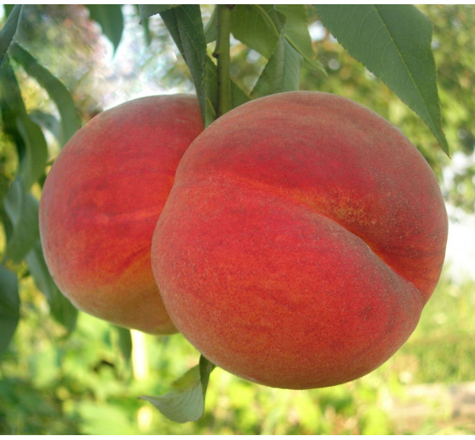 Саженцы персика сорт Лакомый