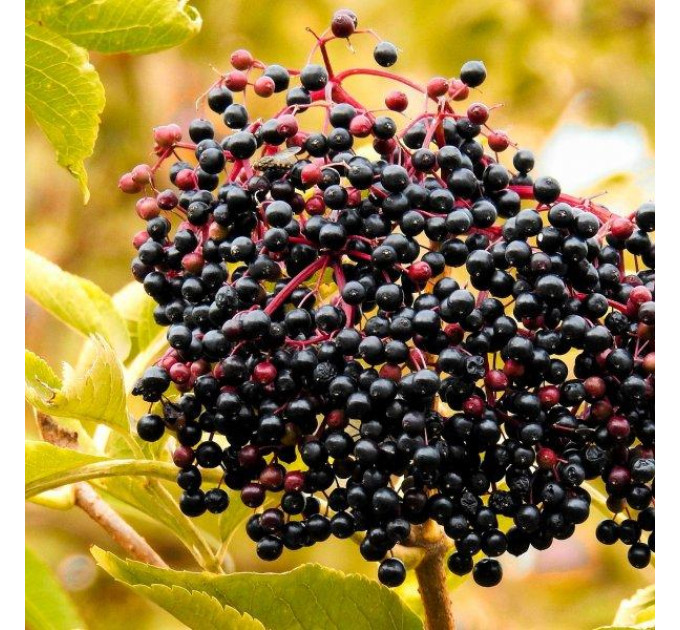 Бузина сорт Сампо (Sampo)