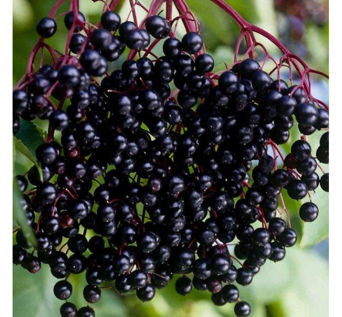 Бузина сорт Сампо (Sampo)