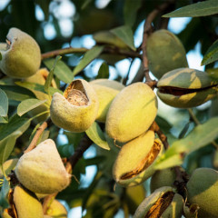 Мигдаль сорт Антік, 2 роки