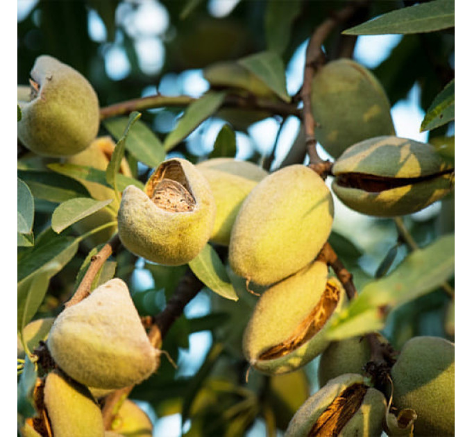 Мигдаль сорт Антік, 2 роки